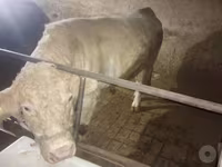 Бұқа, Charolais cattle — 1-сурет