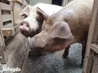 Scrofa, Дюрок — foto 3