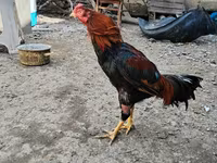 Chickens — sawirka 6