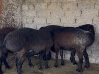 قوچ, گوسفند — عکس 1