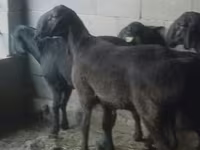 Ram, Hissar sheep — photo 2