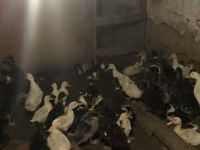 Ducks — foto 4