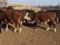 Toro, Swiss cattle — foto 4