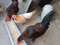 Chickens — photo 4