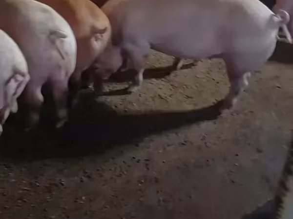 مادہ سؤر, Ландрас