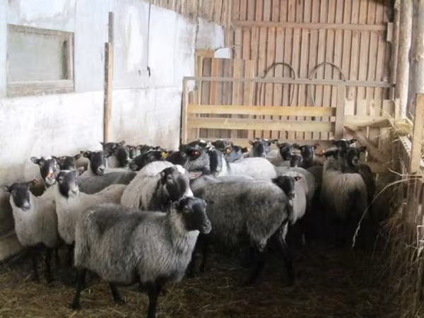 Sheep, Romanov sheep — Russia