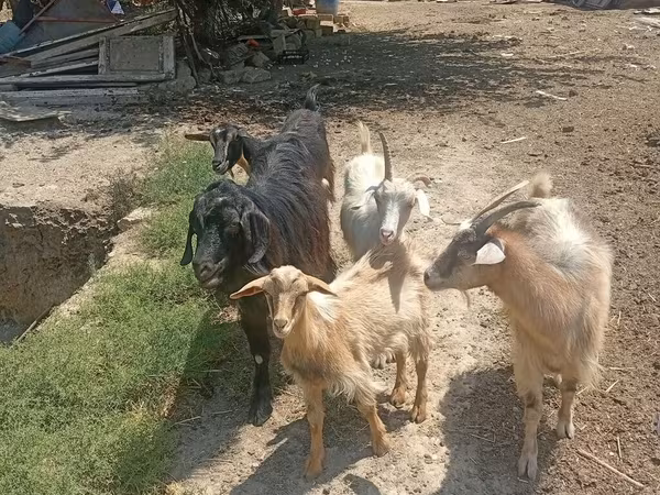 Goats (batch, sex not specified), Goats — Azerbaijan
