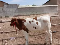 گاو نر, Simmental cattle — عکس 6
