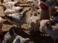 Chickens — புகைப்படம் 5