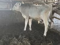 Býk, Swiss cattle — foto 1