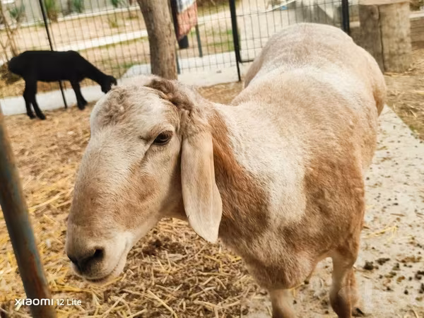 Ram, Arashan sheep