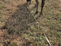Vaca, Raza Alatau — foto 3