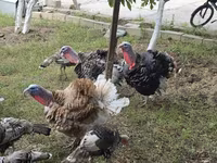 Turkeys — foto 2