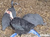 Turkeys — zdjęcie 3
