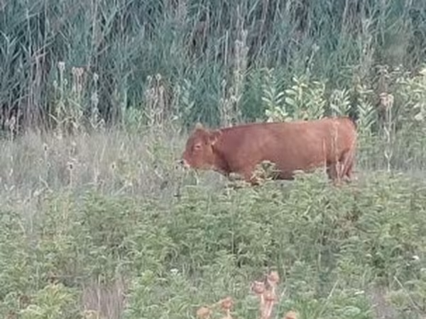 Ko, Limousin-ko.