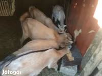 بز ماده, بز — عکس 4