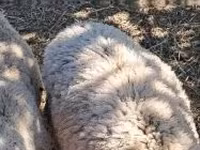 Biri-biri (lot, jantina tidak dinyatakan), Sheep — foto 8