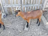Ziege, Alpine goat — Foto 1