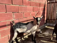 Козел, Alpine goat — снимка 3