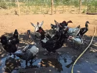 Ducks — photo 2