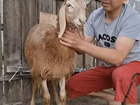 የጎትት አውራ በግ, Arashan sheep — ፎቶ 6
