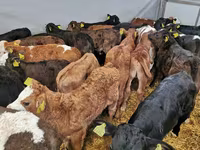 گاو نر, Simmental cattle — عکس 8