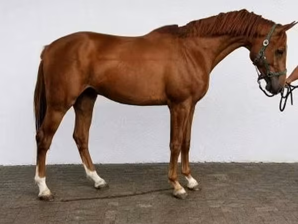 Hingst, Belgian warmblood horse