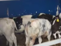 Bovinos (lote, sexo no especificado), Ganado vacuno — foto 3
