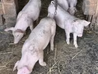 Babi betina, Ландрас — foto 2