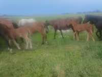 Iapă, Cai — foto 2