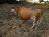 گاو ماده, Simmental cattle — عکس 2