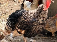Turkeys — عکس 2
