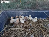 Chickens — عکس 3