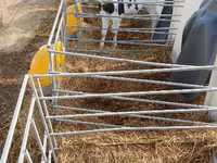 Tyre, Swiss cattle — foto 3