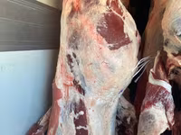 ወንድ በሬ, Cattle — ፎቶ 6