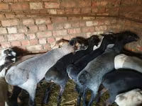 Cừu đực, Hissar sheep — ảnh 1