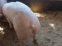 Babi betina — foto 4