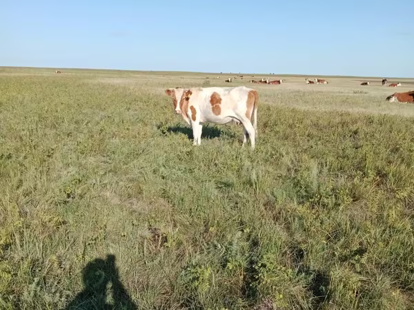 Vache, Simmental cattle