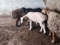 قوچ, گوسفند — عکس 1