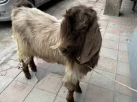 بکری, بکریاں — تصویر 2