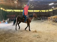 雄馬, Standardbred — 写真 2