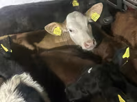 Toro, Bovini — foto 2