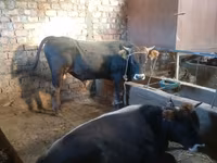 گاو نر, Simmental cattle — عکس 3