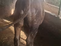 सांड, Swiss cattle — फ़ोटो 2