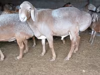 숫양, Arashan sheep — 사진 3