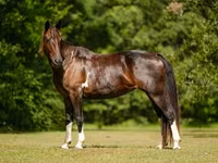 Кобила, American paint horse — снимка 7