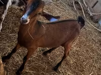 Արու այծ, Nubian Goat — լուսանկար 2