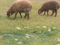 Ram, Sheep — photo 3