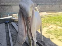 بز نر, Gulabi goats — عکس 4