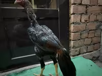 Chickens — foto 3